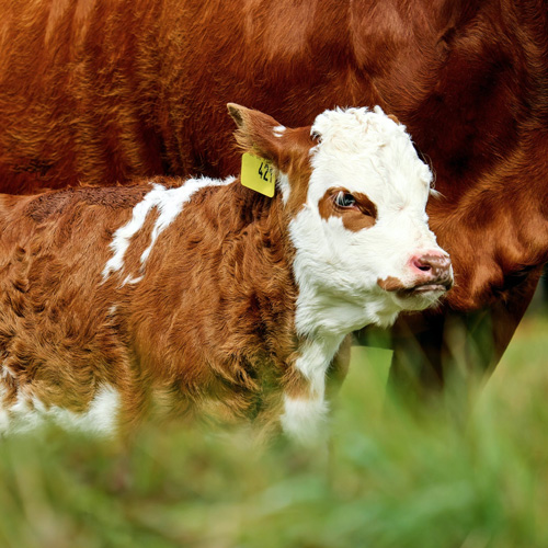 Cattle Equipment