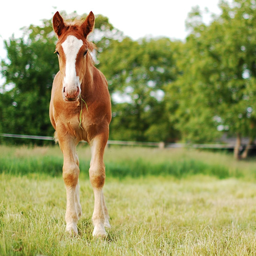 Equine